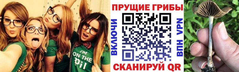 Псилоцибиновые грибы Cubensis  Купить закладки  Ртищево 