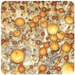 Псилоцибиновые (галлюциногенные)  грибы Psilocybin "Golden Teacher" в Ртищево
