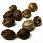 Семена марихуаны АК-47  (Seeds AK-47) в Ртищево